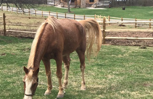 Dryfork Cabin | Romantic "Morning Glory” for 2 has a tranquil setting across from a horse farm!