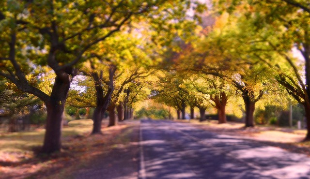 Pet Friendly accommodation in Glenlyon