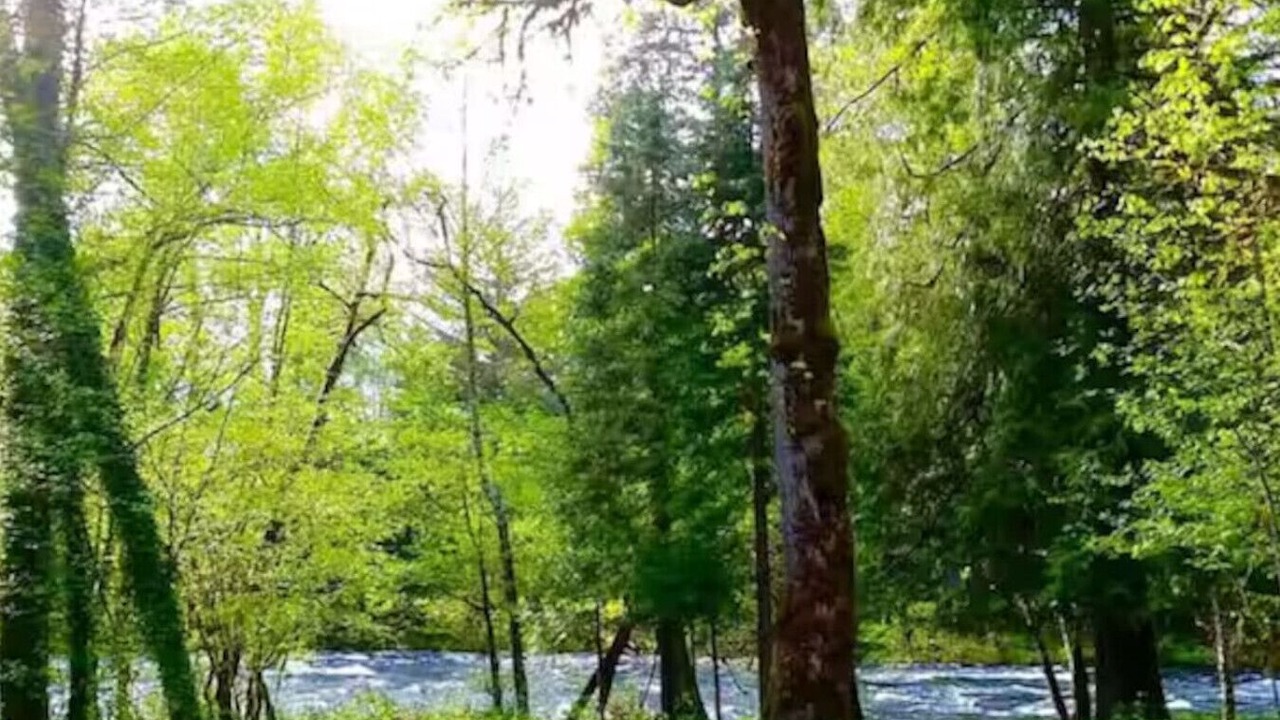 Photo of Others in McKenzie Bridge